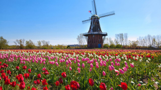 Holanda Florida com Blgica e Frana 