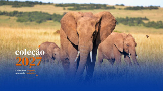 �frica do Sul com Zimb�bue e Botsuana