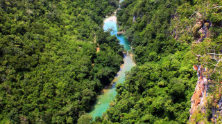 Bonito